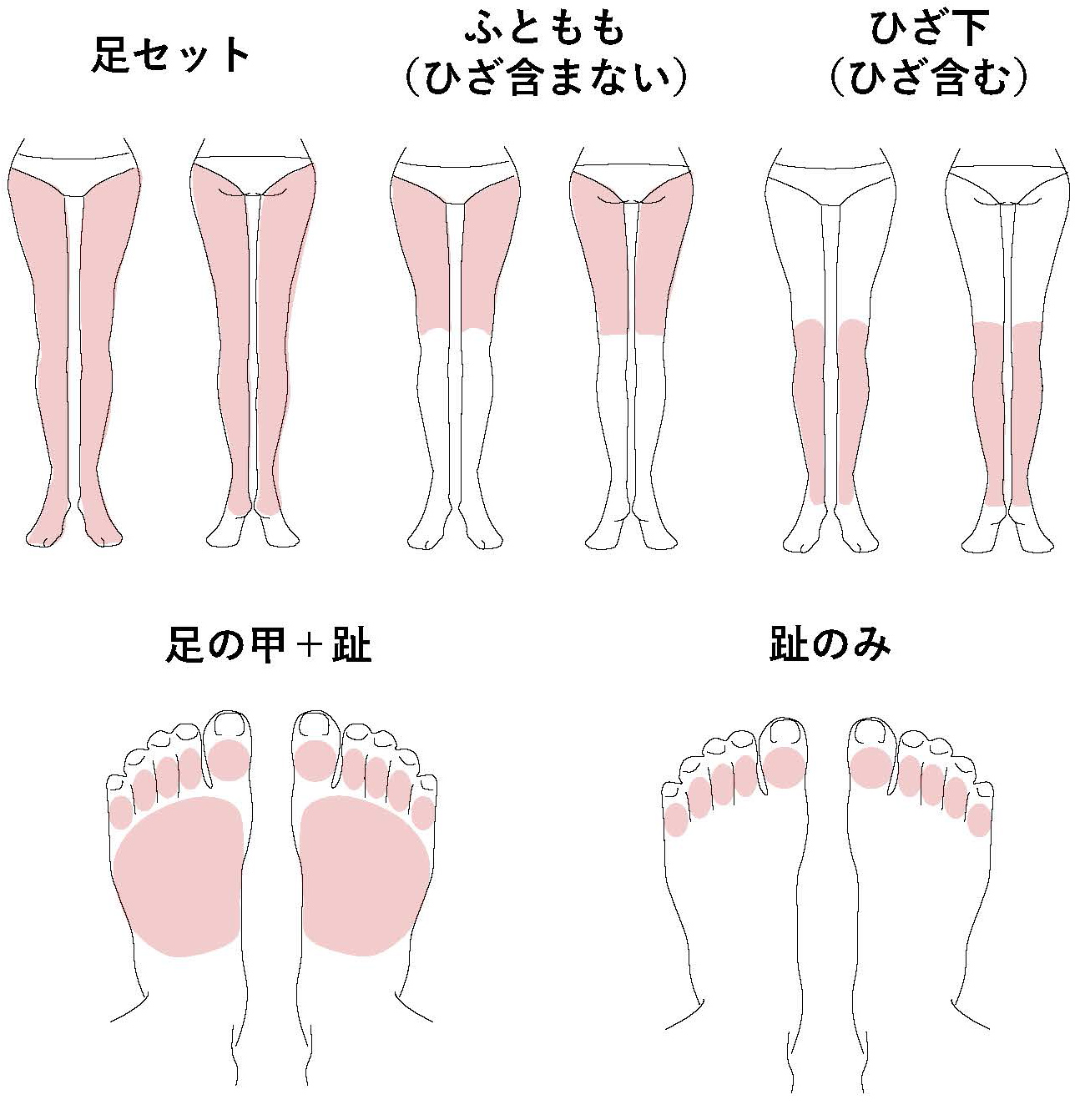 下肢（女性）イラスト