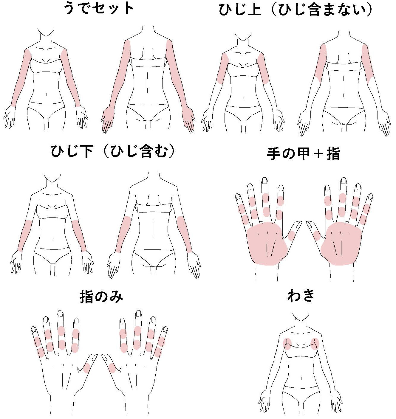 上肢（女性）イラスト